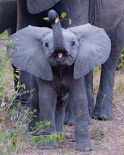 elefante